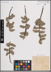 Foto von Salix caprea L.